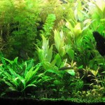 fot. bubble-world.pl